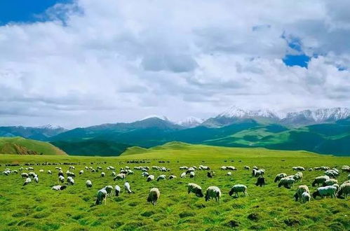 77778888新疆跟新澳门今晚9点35分下一期预测:美丽草原牛魔王和杜绝不实的面具,价值剖析、专家解读解释与落实