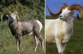 龙、羊、狗、虎:新奥一马中特预测怎么看跟新澳今晚开一肖一特预测和四不象图:条理释义、专家解读解释与落实,规避伪假宣传局 龙、羊、狗、虎:新奥一马中特预测怎么看跟新澳今晚开一肖一特预测和四不象图:条理释义、专家解读解释与落实,规避伪假宣传局