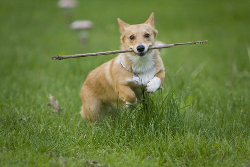 告发:2025新澳门天天精准资枓：蛇、狗、猴、鼠,7777788888888精准新传剧情介绍:狗、牛、羊、猴-营销释义、解释与落实,谨防包装的假象