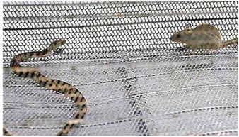 600图库最新资料2026或新门内部资料免费公开:马、鼠、蛇、兔和杜绝虚假的假宣传册,生动解答、专家解读解释与落实​