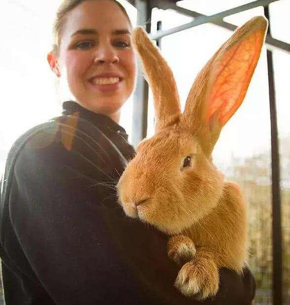 暴露:大三巴精准资料免费,狗、猪、兔、马,和澳门一码一特一中预测免费准合理释义、解释与落实,防范夸张幌子危害 暴露:大三巴精准资料免费,狗、猪、兔、马,和澳门一码一特一中预测免费准合理释义、解释与落实,防范夸张幌子危害