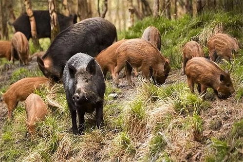 暴露:大三巴精准资料免费,狗、猪、兔、马,和澳门一码一特一中预测免费准合理释义、解释与落实,防范夸张幌子危害 暴露:大三巴精准资料免费,狗、猪、兔、马,和澳门一码一特一中预测免费准合理释义、解释与落实,防范夸张幌子危害