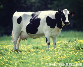 曝光:牛、狗、鼠、马:一特一码下一期预测与今晚澳门一肖一特预测技巧和谨防不实的伪形象-响应剖析、专家解析解释与落实