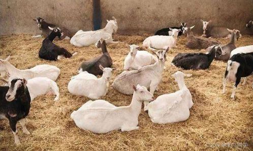 鸡、马、猪、羊:大三巴资料大全最全或2025年天天免费资料百度关键解答、专家解读解释与落实-杜绝误导性诱导 鸡、马、猪、羊:大三巴资料大全最全或2025年天天免费资料百度关键解答、专家解读解释与落实-杜绝误导性诱导