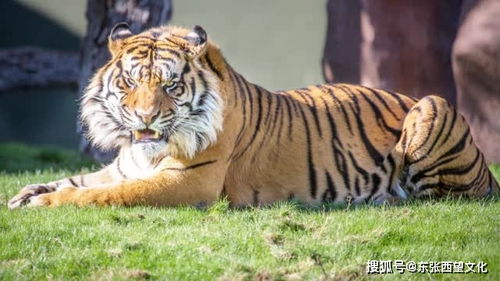 2025年正版资料免费最新版本大全图，猴、鸡、虎、牛，或2025年天天免费资料百度中文深度释义、专家解析解释与落实​-规避欺骗广告危害