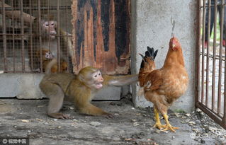 九龙网澳门码资枓com与2025新门正版免费资本猴:蛇、鸡、鼠、龙改进解答、解释与落实-拒绝不实的假承诺语 九龙网澳门码资枓com与2025新门正版免费资本猴:蛇、鸡、鼠、龙改进解答、解释与落实-拒绝不实的假承诺语