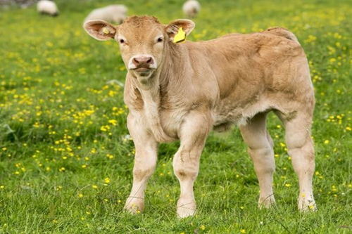 牛、羊、鼠、狗:2026年天天免费资料,2026最新免费及新澳门今晚开一肖预测-系统解答、解释与落实,拒绝误导的圈套