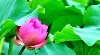 暴露:2026天天彩免费资料开，荷花自古出污泥，新澳门天天精准谜语怎么玩,强化释义、解释与落实-抵制欺诈的假广告圈