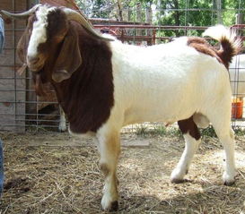 羊、牛、马、兔:7777788888888精准研究生或新澳门天天免费谜语日照引航网站和远离误导的假承诺,细致解答、专家解读解释与落实​