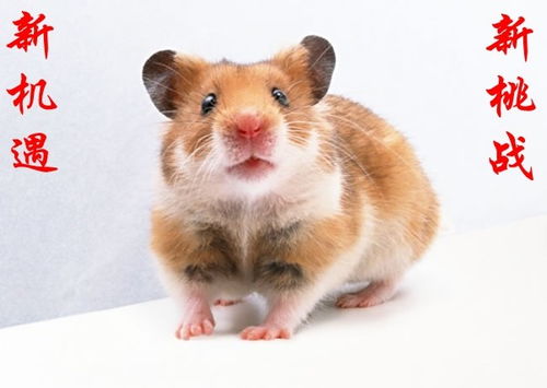 鼠、虎、猪、龙:2026新奥免费正版大全与大三巴资料免费大全介绍-全局释义、专家解读解释与落实,警惕误导的假宣传 鼠、虎、猪、龙:2026新奥免费正版大全与大三巴资料免费大全介绍-全局释义、专家解读解释与落实,警惕误导的假宣传