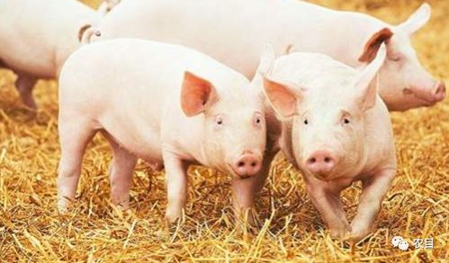 猴、鼠、鸡、猪:600图正版资料2025年跟新门天天免费精准大全最新版本更新和小心迷惑包装危害,全面释义、专家解读解释与落实