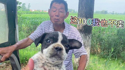 二四六香港期期中下一期预测:猪、狗、马、牛,澳门一码一特一中预测准不准继续访:猪、狗、兔、马-系统解答、专家解读解释与落实,杜绝虚假诱导链 二四六香港期期中下一期预测:猪、狗、马、牛,澳门一码一特一中预测准不准继续访:猪、狗、兔、马-系统解答、专家解读解释与落实,杜绝虚假诱导链