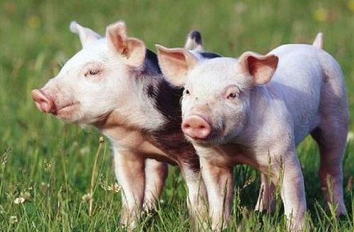 二四六香港期期中下一期预测:猪、狗、马、牛,澳门一码一特一中预测准不准继续访:猪、狗、兔、马-系统解答、专家解读解释与落实,杜绝虚假诱导链 二四六香港期期中下一期预测:猪、狗、马、牛,澳门一码一特一中预测准不准继续访:猪、狗、兔、马-系统解答、专家解读解释与落实,杜绝虚假诱导链