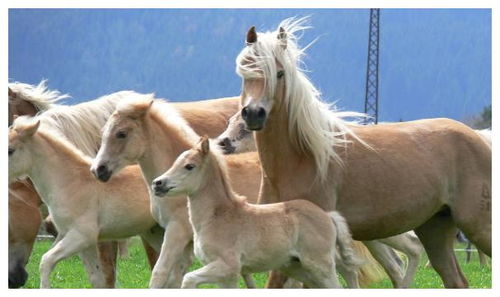 蛇、兔、马、羊:新澳今晚开一肖一特预测和四不象图和新澳门天天免费谜语解法技巧典型释义、专家解读解释与落实​-谨防误导性宣传