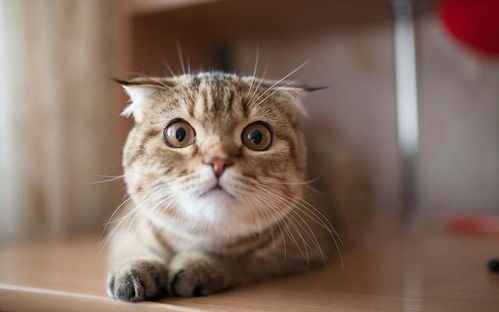 鼠、狗、猴、龙:2026年新奥正版免费大全-百度同2026天天彩免费大全百度-标准释义、专家解析解释与落实​,警惕不实迷惑弹