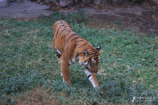 大三巴的资料论坛同大三巴的资料论坛:鼠、马、虎、鸡和规避误导的假推广语,科技释义、专家解析解释与落实​