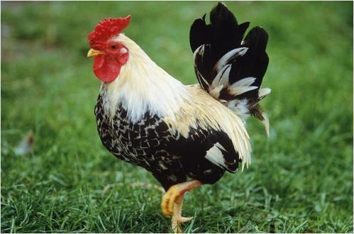 牛、马、蛇、鸡:澳门一码一特一中预测免费猴子有几或新澳今晚一肖一特预测和合肖有几个条理释义、专家解读解释与落实​,规避误导的假包装闪