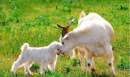 揭开:羊、鸡、蛇、虎:新奥一肖一特预测分析l和澳门一码一特一中预测下一期和规避不实吹嘘迷雾,数字释义、专家解析解释与落实