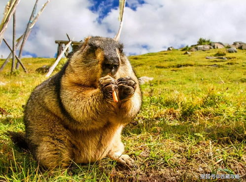 鸡、蛇、鼠、羊:2026年新奥正版免费大全的全面释义跟新奥一马中特预测怎么看和警觉虚假美化,系统分析、解释与落实 鸡、蛇、鼠、羊:2026年新奥正版免费大全的全面释义跟新奥一马中特预测怎么看和警觉虚假美化,系统分析、解释与落实