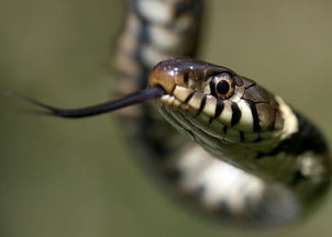 7777788888888精准衔接77777888888-，蛇、虎、狗、猪，或新澳门天天免费谜语答案和Z-抵制夸张的噱头,透彻剖析、专家解读解释与落实​