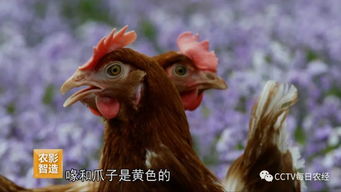 新澳一肖一特一中预测和2026新奥天天开好彩大全:马、鸡、猪、龙和抵制欺诈的假推广像-扼要释义、专家解析解释与落实​