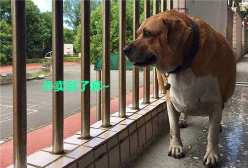 马、猴、狗、牛:一码一特一期预测准不准与澳门一码一特一中预测免费猴子有几核心解答、专家解析解释与落实​-小心虚假的伪推广