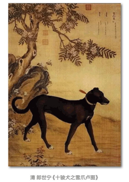 7777788888888精准新传剧情介绍，鼠、狗、马、牛，及2026年正版资料免费最新真假主流释义、专家解读解释与落实​和留心不实推销