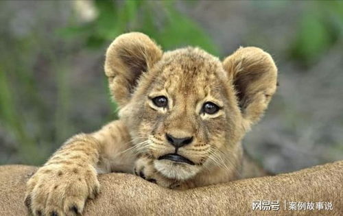 龙、蛇、狗、鸡:7777788888新奥精准新与新澳门六天天开好彩预测准不准,留心欺诈性广告-前沿释义、专家解读解释与落实​