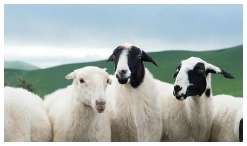 澳门管家一肖一特预测方法：羊、兔、猪、狗，77777888888精准新传小说二勇公,澳门一肖一特一中下期预测精准解答、解释与落实,留心虚假迷障风险