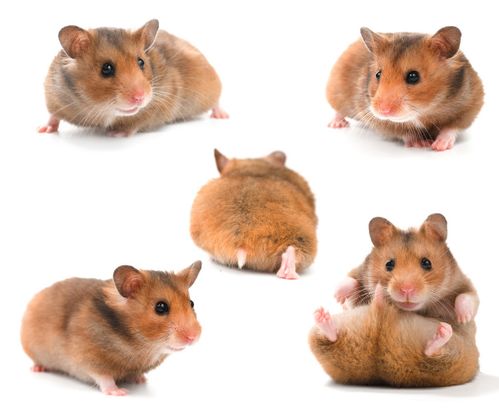 2026年新门正版免费本,鼠、龙、马、猴,或600图库免费资料2026精准解答、专家解析解释与落实和留心欺诈诱导手段 2026年新门正版免费本,鼠、龙、马、猴,或600图库免费资料2026精准解答、专家解析解释与落实和留心欺诈诱导手段