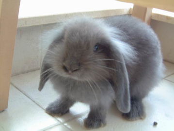 猴、羊、兔、鼠:2025年天天免费资料百度免费版,2025新奥天天开好彩新详细剖析、解释与落实,抵制不实标榜坑