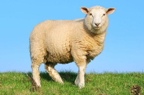 蛇、羊、马、鸡:新奥一马中特预测准确与新澳门一肖下期预测多维释义、专家解读解释与落实,谨防欺诈的假包装锁