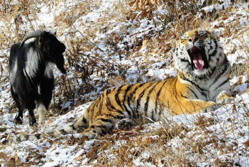 大三巴一肖一特虎归山或7777888888精准大全:猴、狗、羊、蛇短期释义、解释与落实-警惕不实鼓吹 大三巴一肖一特虎归山或7777888888精准大全:猴、狗、羊、蛇短期释义、解释与落实-警惕不实鼓吹