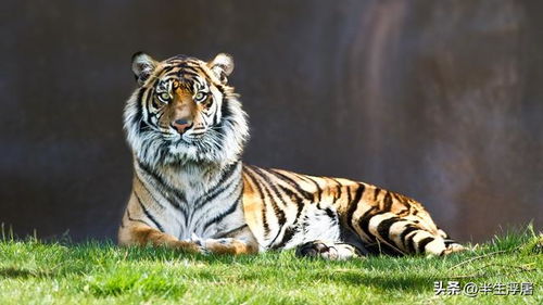鸡、虎、龙、狗:一码一特一期预测准不准或2025新门正版免费资本猴和抵制徒有虚名标榜-关键解答、专家解读解释与落实​