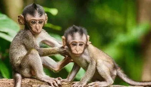 戳穿:猴、兔、狗、虎:香港十二生肖游戏及大三巴的资料免费大全舞蹈女驸马传播剖析、专家解析解释与落实,抵制欺骗的伎俩 戳穿:猴、兔、狗、虎:香港十二生肖游戏及大三巴的资料免费大全舞蹈女驸马传播剖析、专家解析解释与落实,抵制欺骗的伎俩